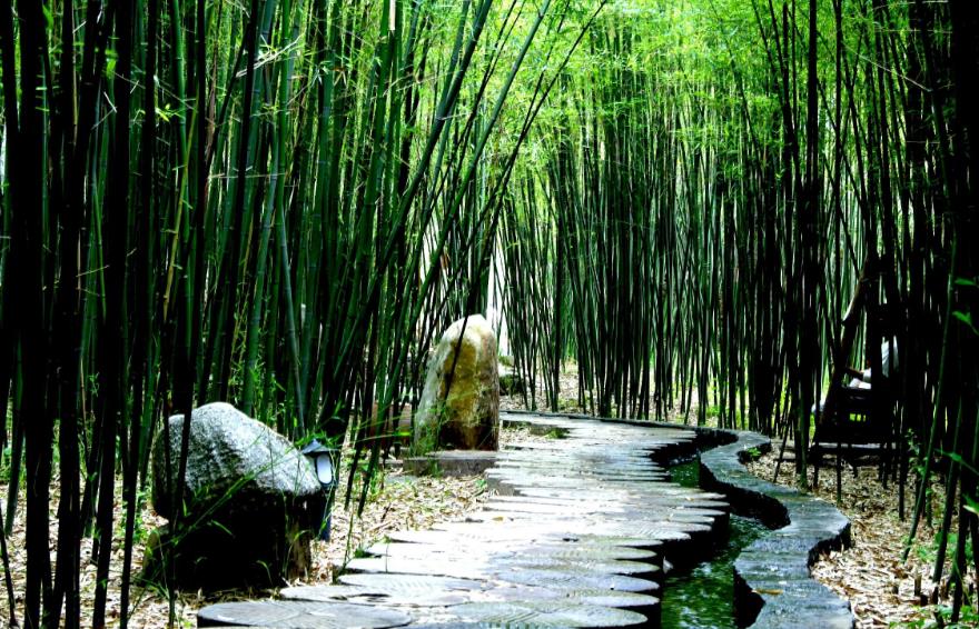 光合作用測(cè)定儀:研究數(shù)據(jù)為培育竹子提供指導(dǎo)依據(jù)